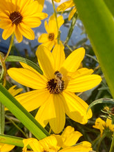 Load image into Gallery viewer, Printed Blank Note Cards 10 pack- Sunflowers
