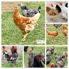 Load image into Gallery viewer, Printed Blank Note Cards 10 pack- Chickens
